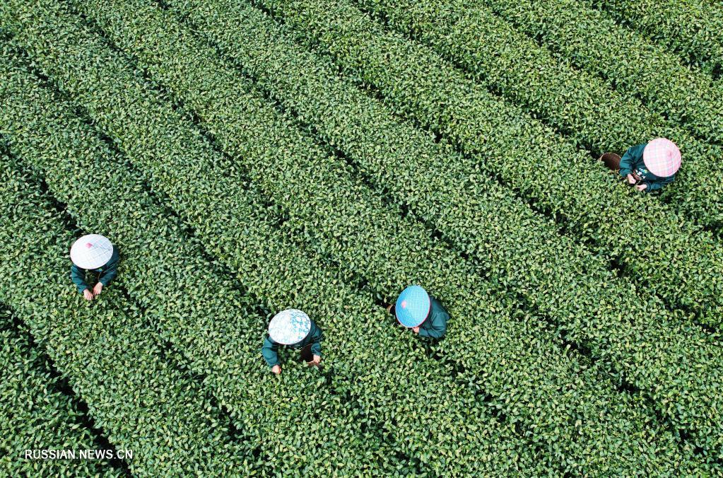 В провинции Чжэцзян начался сезон сбора весеннего чая