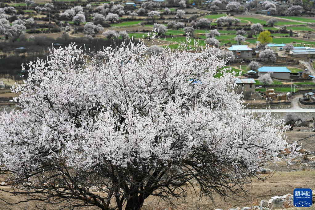 Цветение персика на севере Тибета