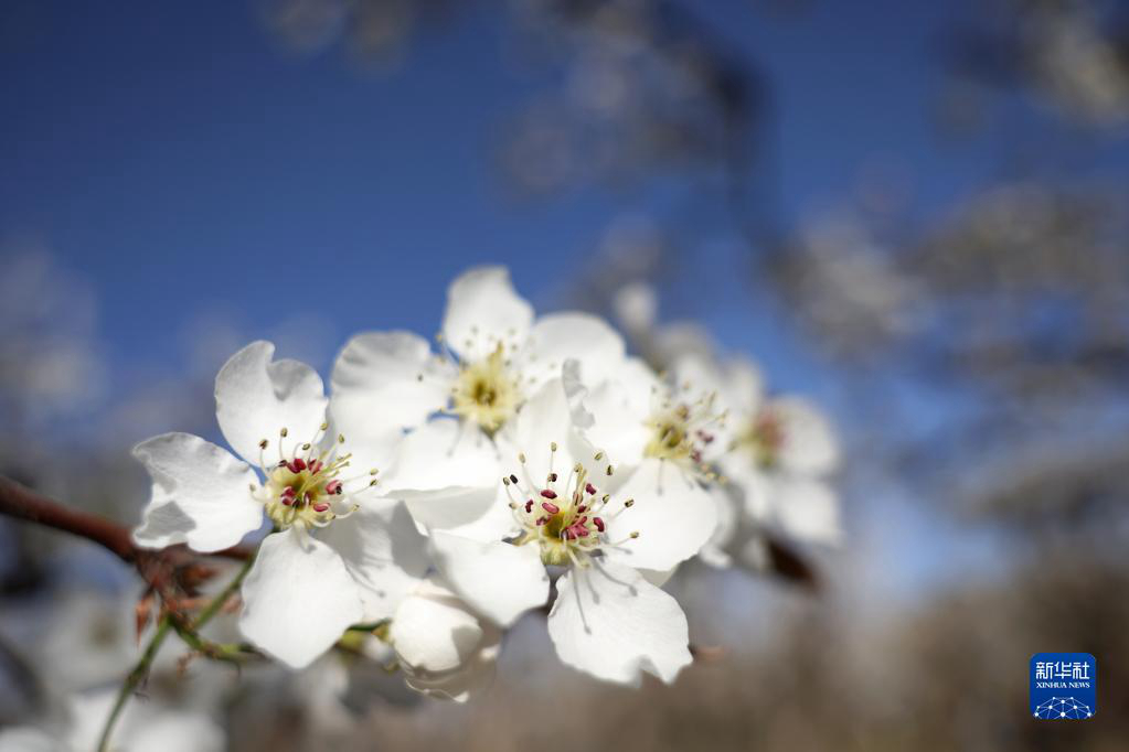 Ганьсу: онлайн-любование цветами грушевых деревьев
