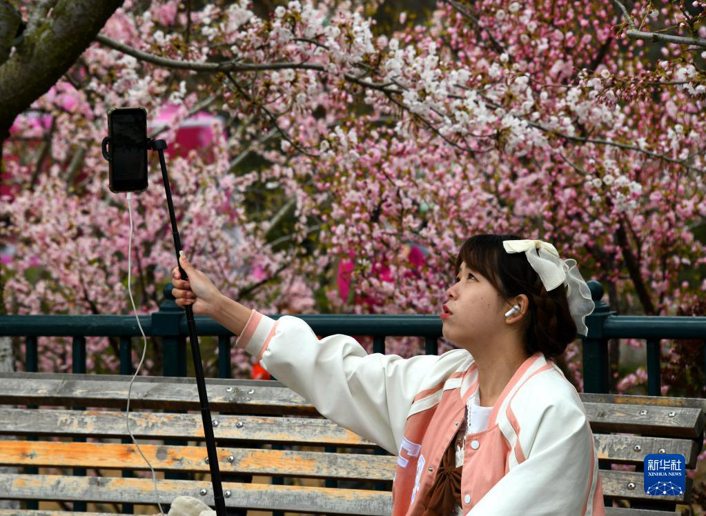 Циндао: цветение сакуры в парке Чжуншань