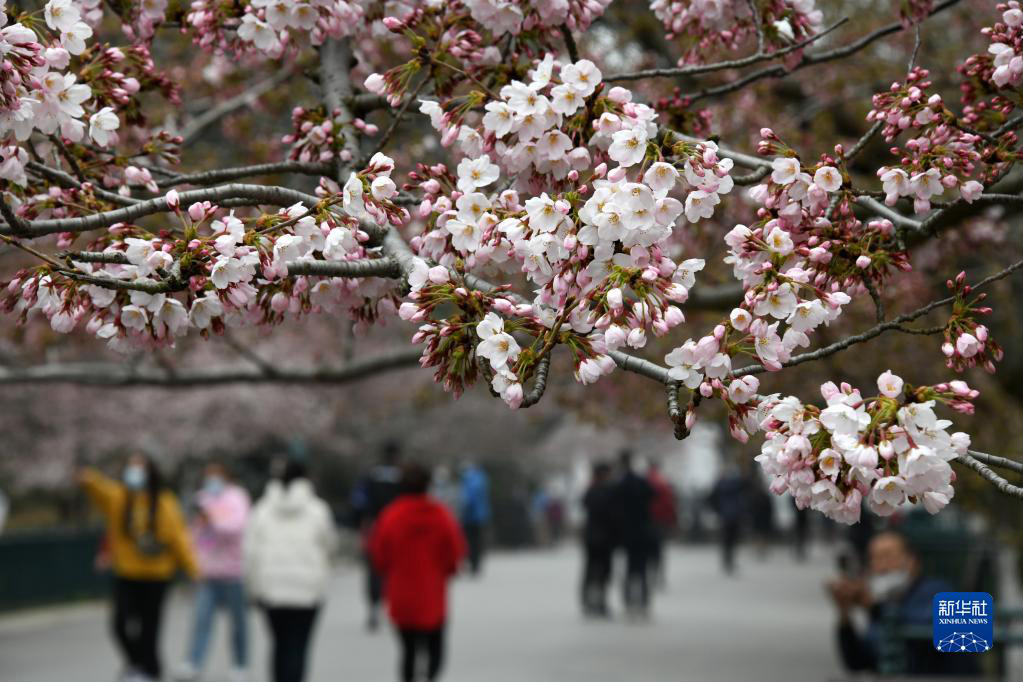Циндао: цветение сакуры в парке Чжуншань