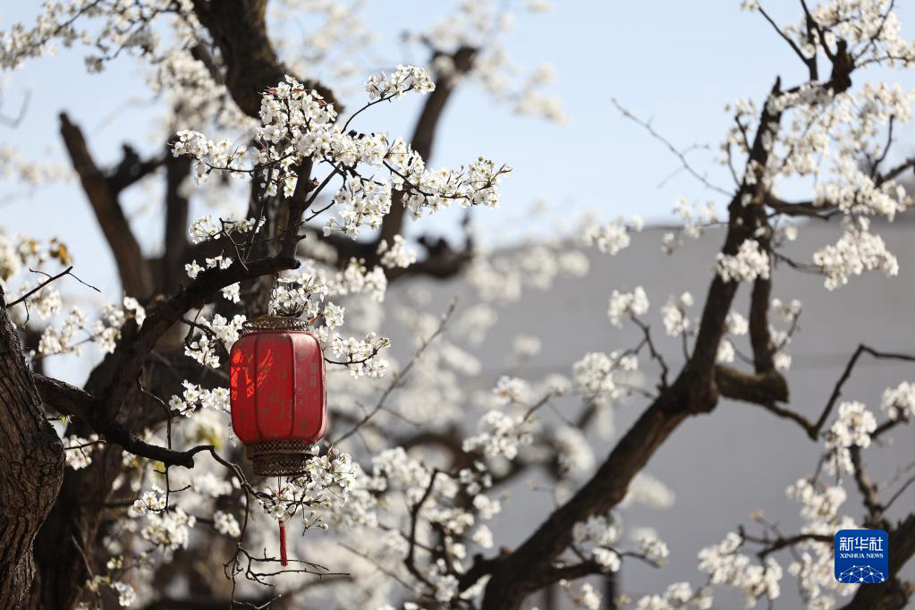 Ганьсу: онлайн-любование цветами грушевых деревьев