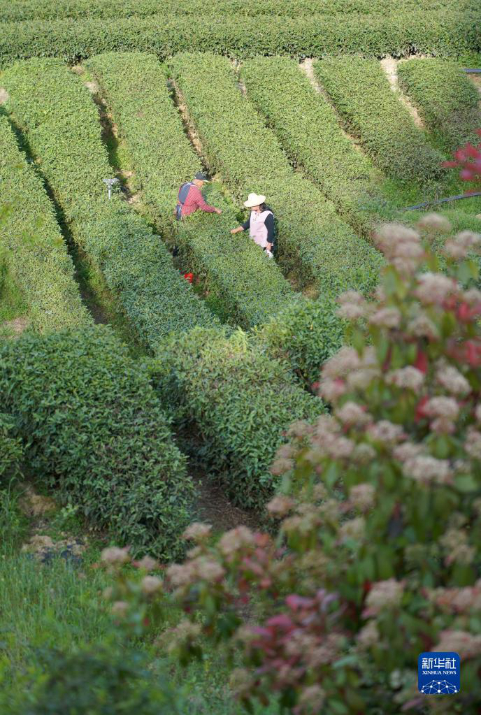Живописные чайные плантации в провинции Шэньси