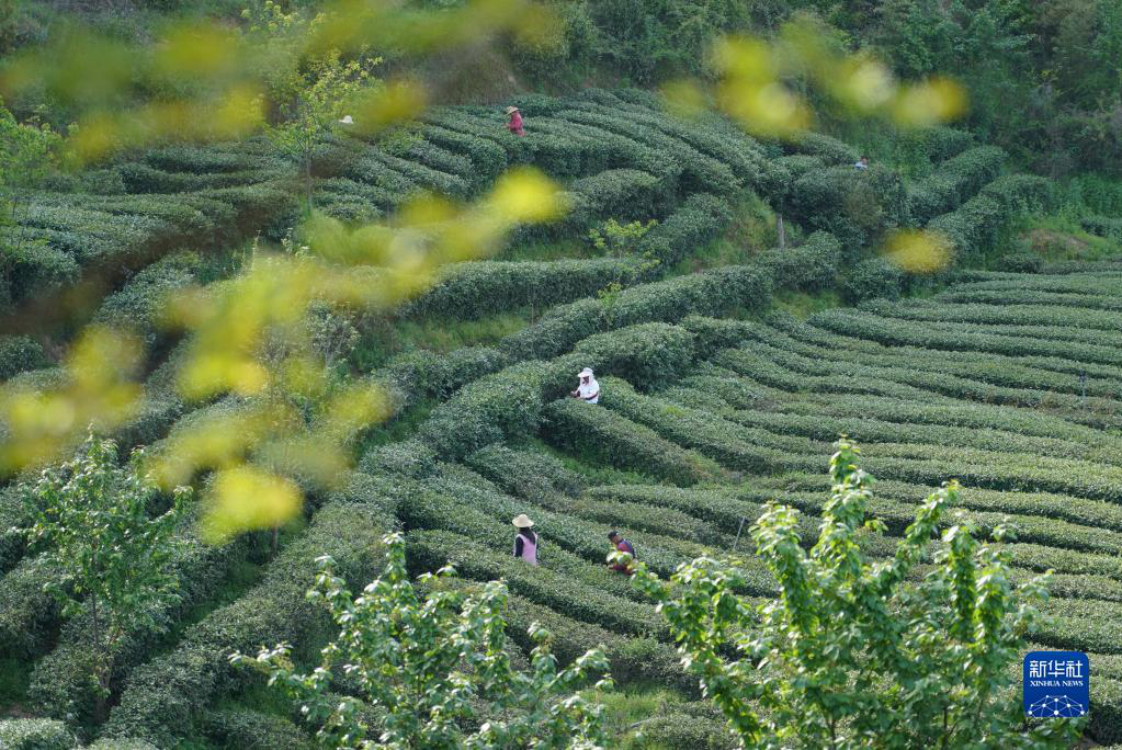 Живописные чайные плантации в провинции Шэньси