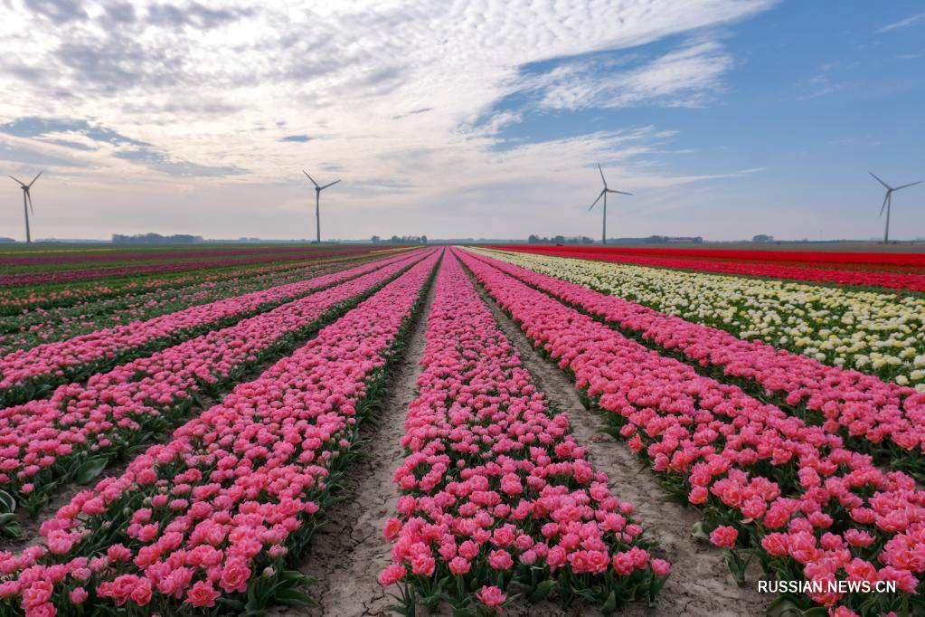 Поле тюльпанов в Нидерландах