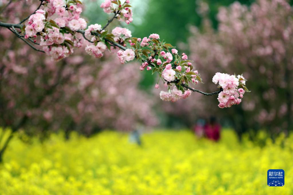 Цветение сакуры в уезде Чжэндин провинции Хэбэй