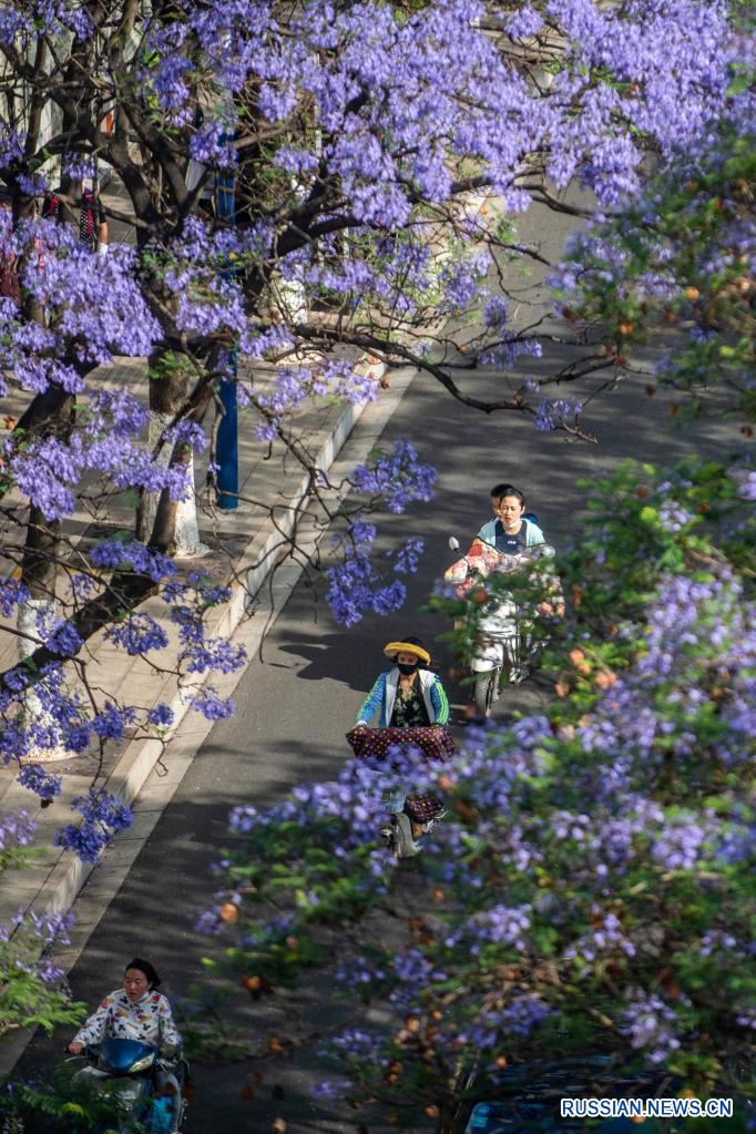 Цветущие деревья жакаранды в Куньмине
