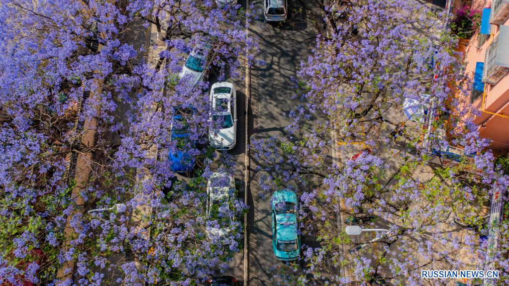 Цветущие деревья жакаранды в Куньмине