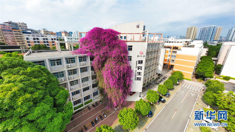 Учебный корпус Университета Гуанси утопает в "цветочном водопаде"