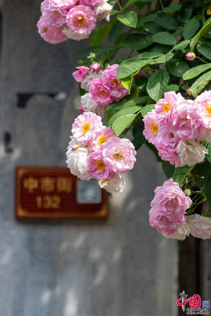 Весеннее цветение в древнем поселке Чжоучжуан