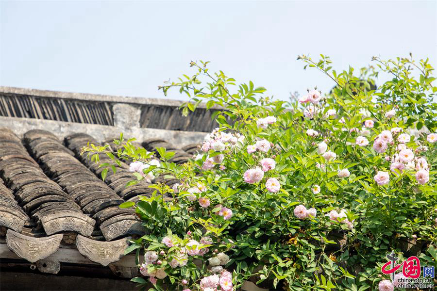 Весеннее цветение в древнем поселке Чжоучжуан