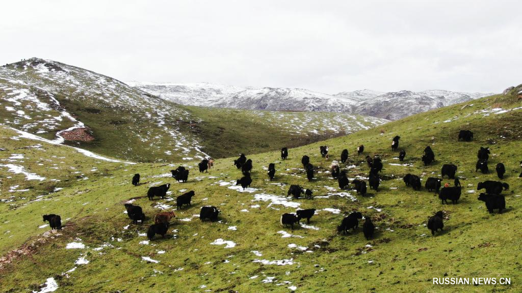 Снегопад в начале лета в уезде Таньчан на северо-западе Китая Снегопад в начале лета в уезде Таньчан на северо-западе Китая