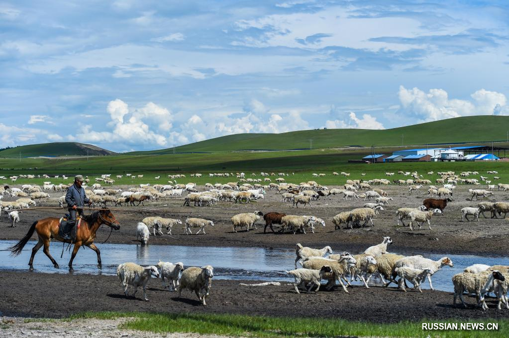 Пастбища в Хулун-Буире во Внутренней Монголии
