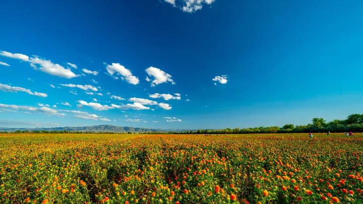 Пограничный уезд Синьцзяна: усыпавшие горы сафлоры стали «денежными» цветами
