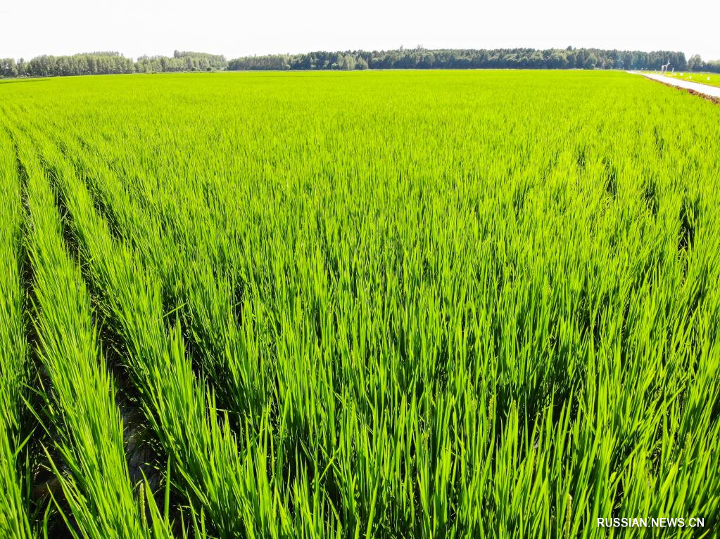 Пейзажи рисовых полей в пров. Хэйлунцзян