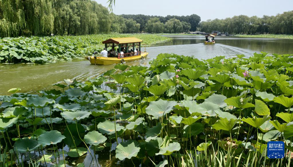 Парк Юаньминъюань в Пекине: цветущие лотосы привлекают туристов