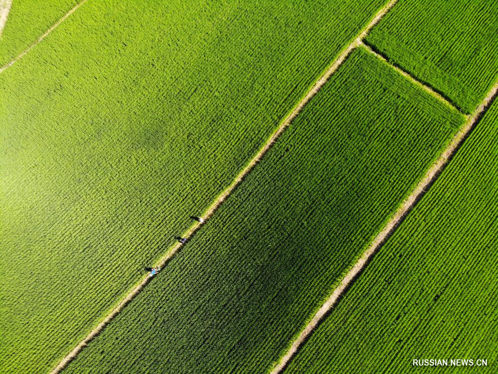 Пейзажи рисовых полей в пров. Хэйлунцзян