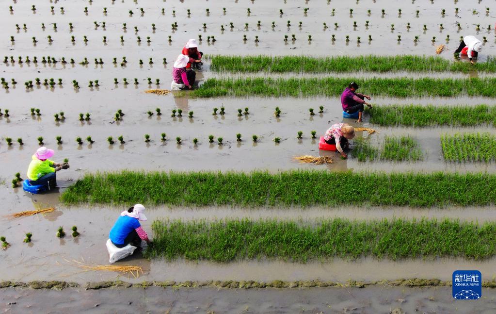 Высадка риса – горячий сезон