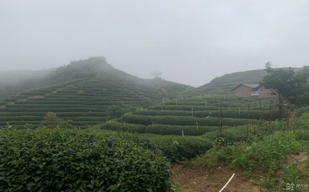 Парень Юй Вэй из Сянгана: стать «новым фермером» из глубины гор