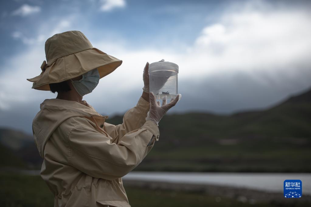 Цзянъюаньская научная экспедиция: «ловцы насекомых» исследуют биоразнообразие нагорья