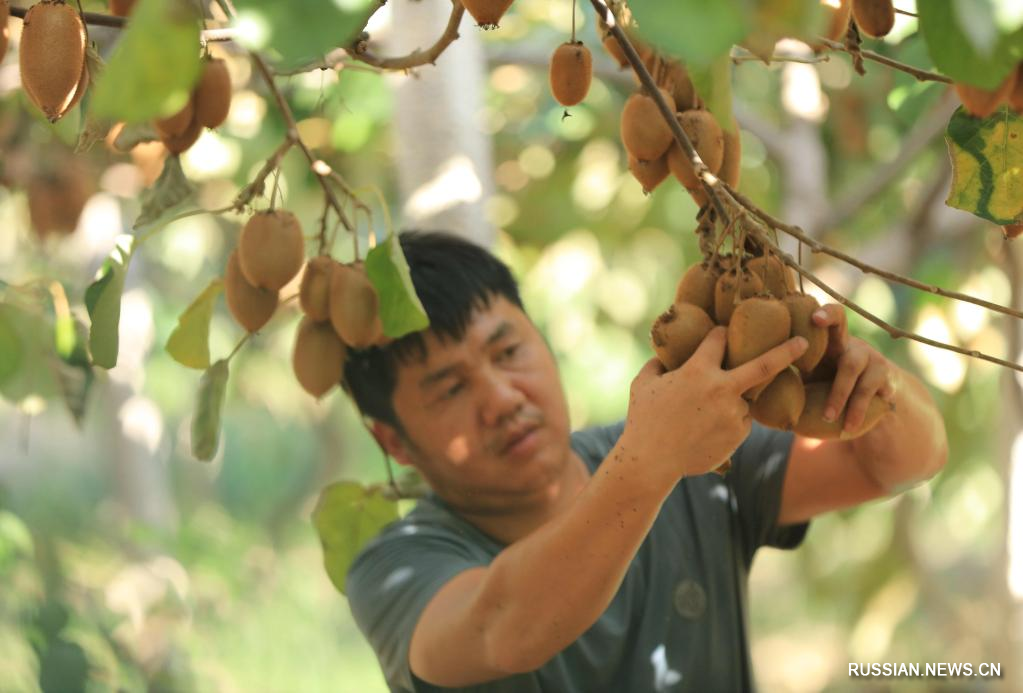 Фермеры в Китае собрали урожай