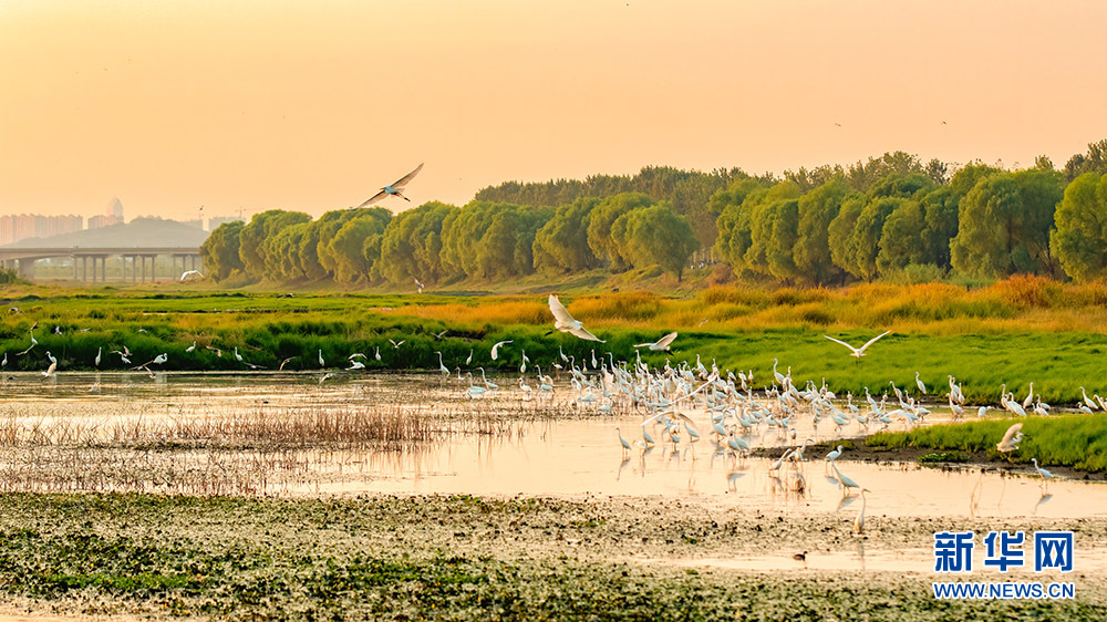 Белые цапли отдыхают на мелководьях реки Фухэ в городе Ухань