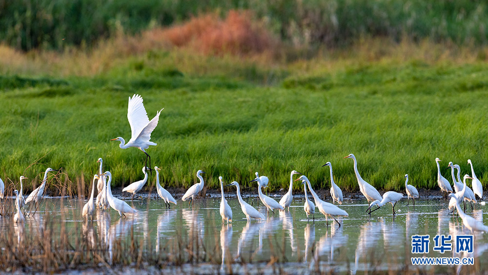 Белые цапли отдыхают на мелководьях реки Фухэ в городе Ухань
