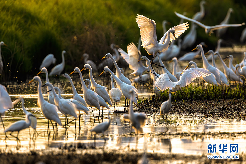 Белые цапли отдыхают на мелководьях реки Фухэ в городе Ухань