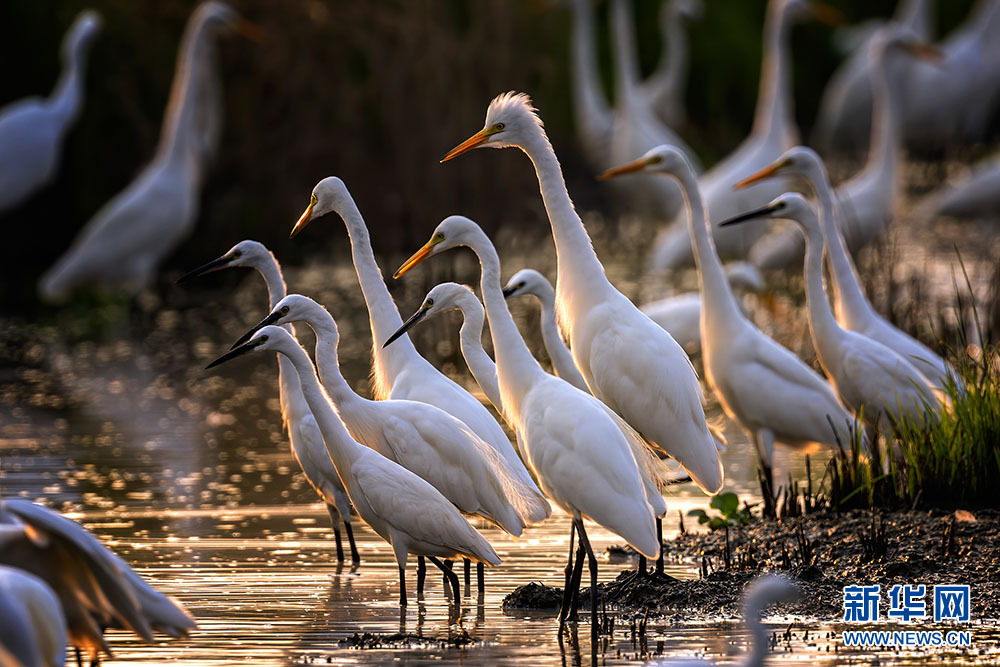 Белые цапли отдыхают на мелководьях реки Фухэ в городе Ухань