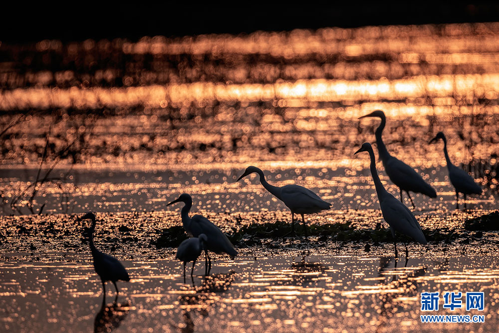 Белые цапли отдыхают на мелководьях реки Фухэ в городе Ухань