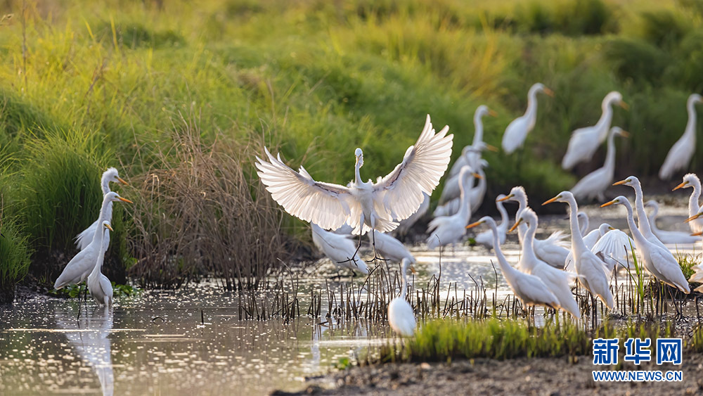Белые цапли отдыхают на мелководьях реки Фухэ в городе Ухань
