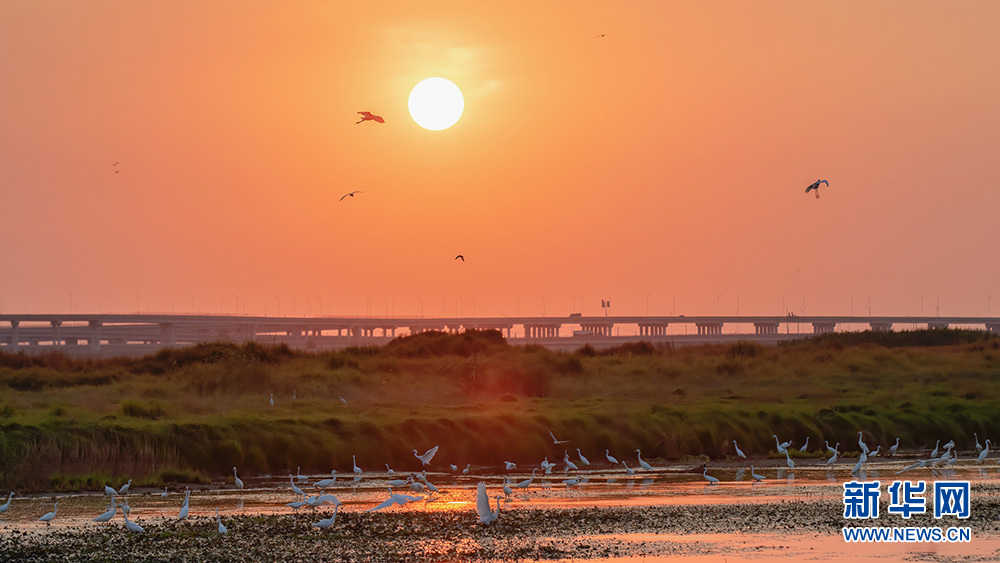 Белые цапли отдыхают на мелководьях реки Фухэ в городе Ухань