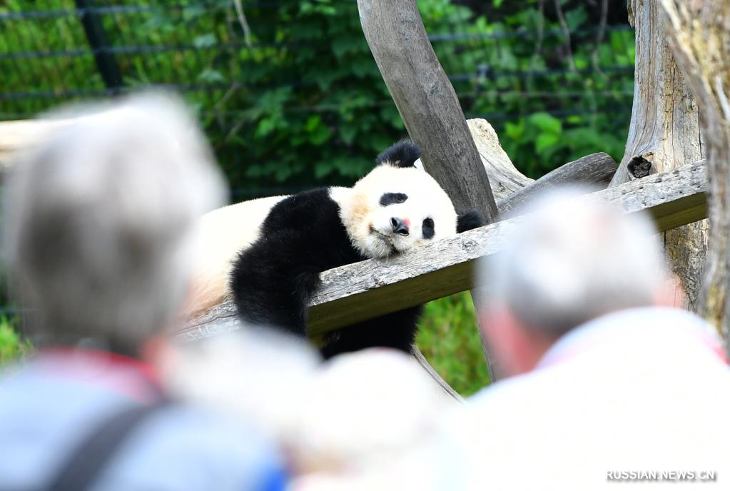 Панды-близнецы отметили день рождения в Берлинском зоопарке
