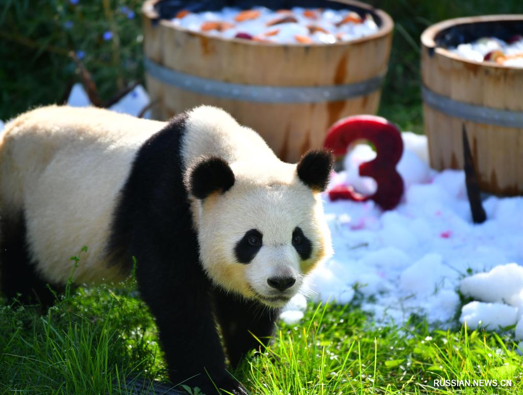 Панды-близнецы отметили день рождения в Берлинском зоопарке
