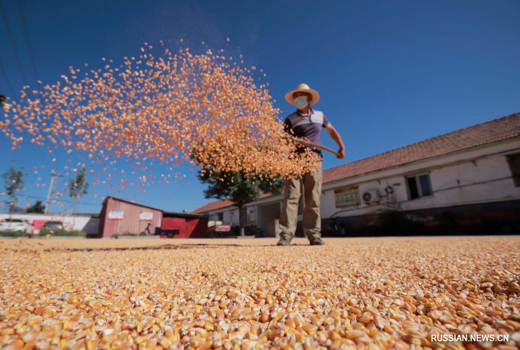 Осенние полевые работы и уборка урожая в Китае