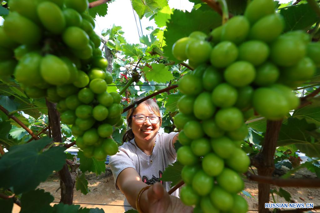 Сезон сбора винограда в Шэньяне