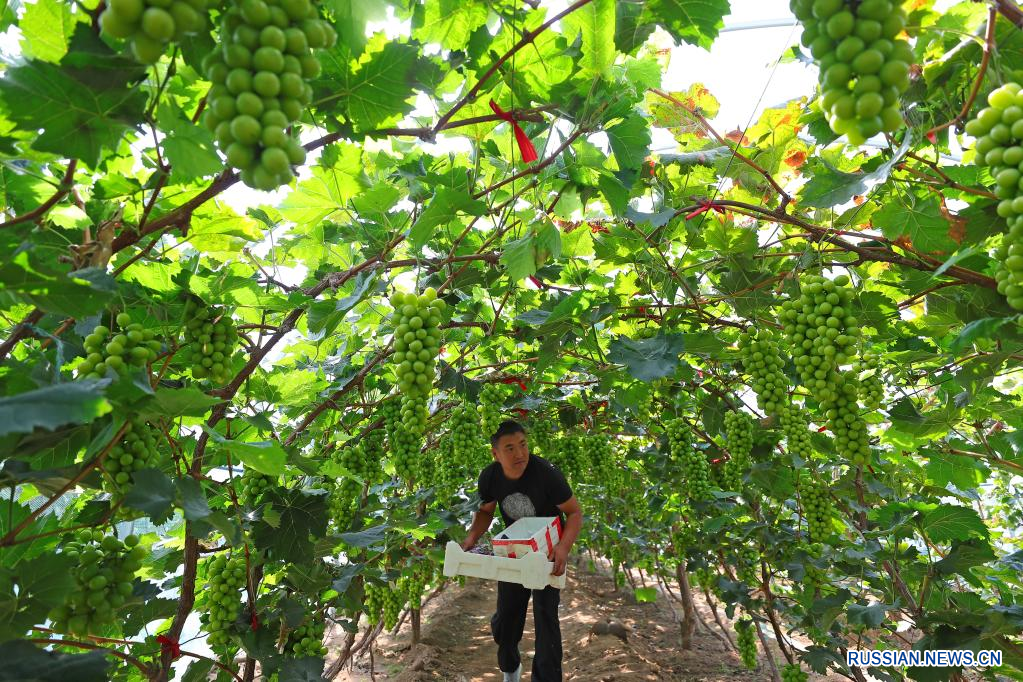 Сезон сбора винограда в Шэньяне