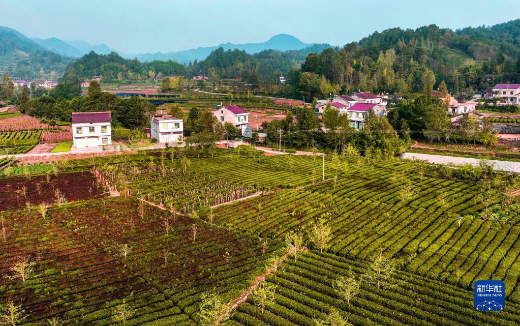 Живописные пейзажи чайных плантаций в провинции Шэньси