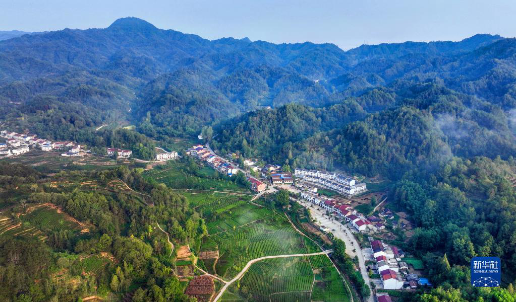 Живописные пейзажи чайных плантаций в провинции Шэньси