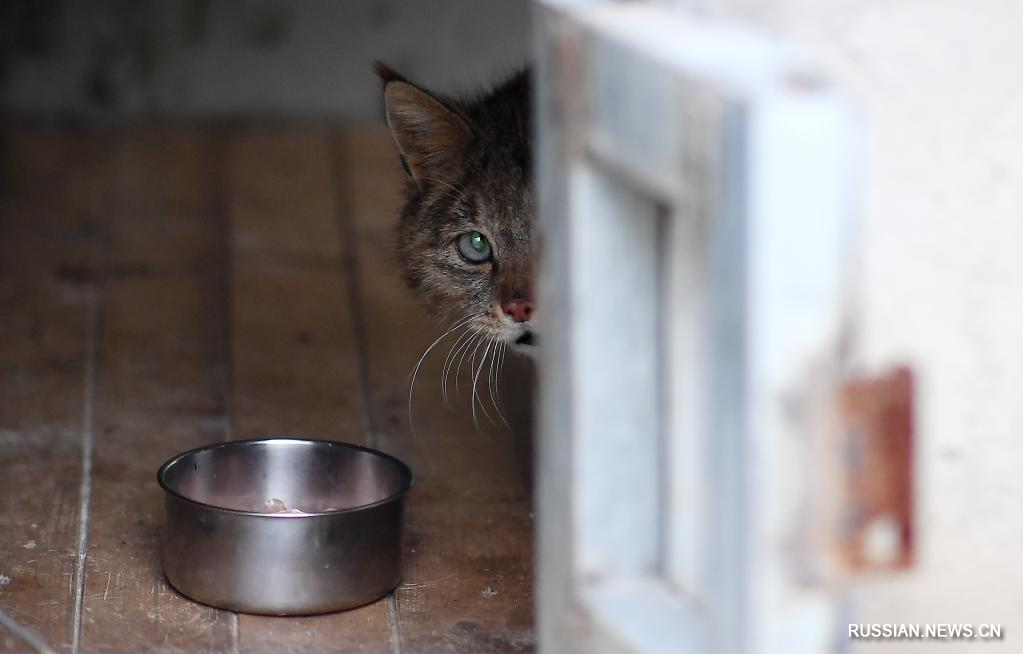 Новая жизнь китайской кошки в Цинхайском центре спасения и разведения диких животных