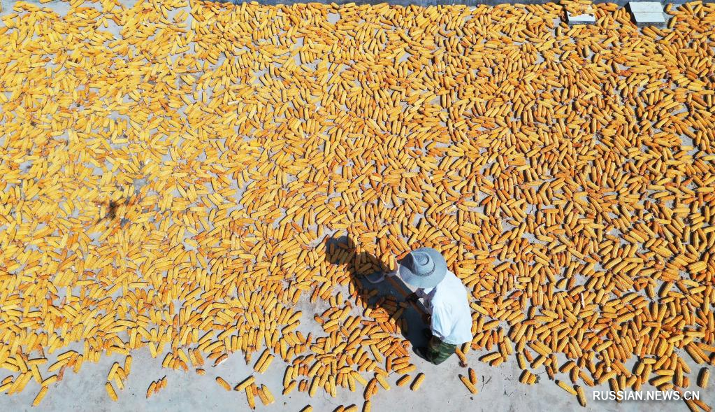 Сбор урожая зерновых в Китае
