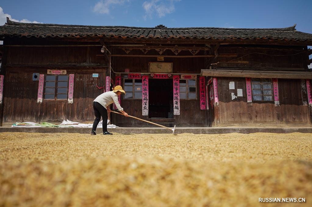 Сбор урожая зерновых в Китае