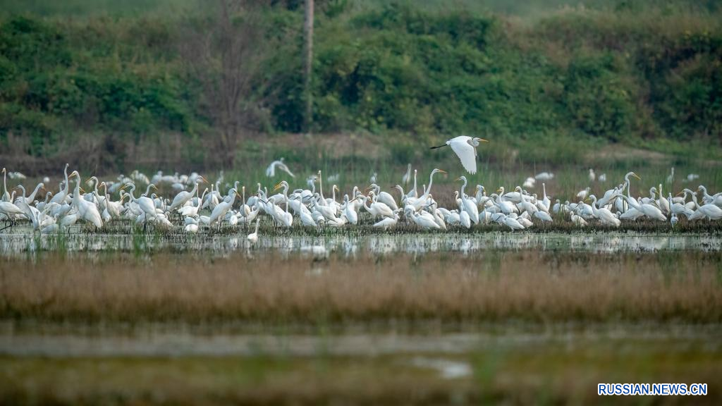 "Острова птиц" в новом районе Сюнъань на севере Китая