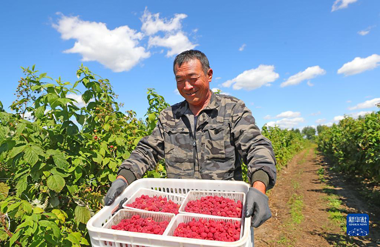 Китайские крестьяне заняты сбором урожая в полях