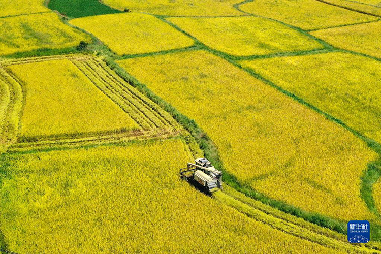 Китайские крестьяне заняты сбором урожая в полях