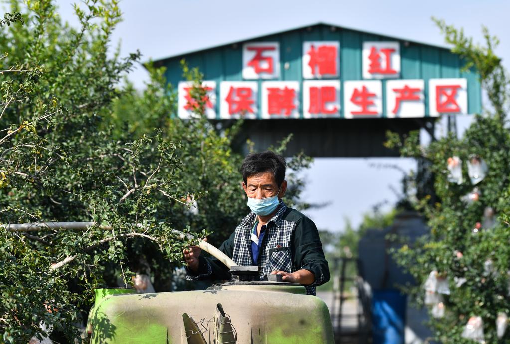 На северо-западе Китая наступил сезон сбора урожая граната