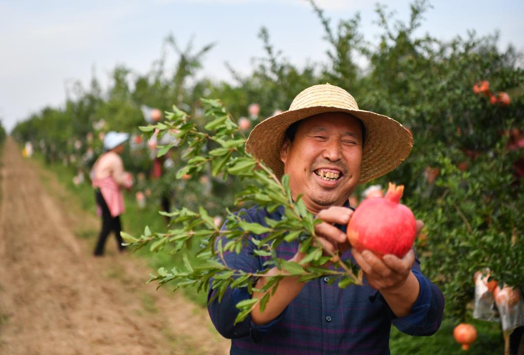 На северо-западе Китая наступил сезон сбора урожая граната