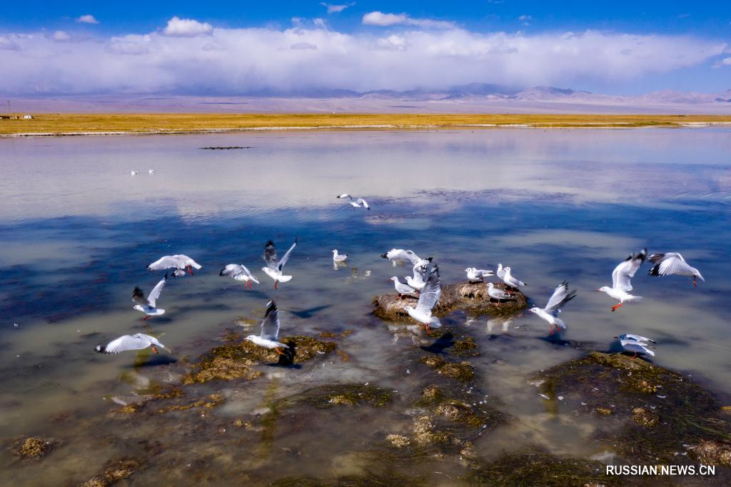 Красоты водно-болотных угодий в Аксай-Казахском автономном уезде
