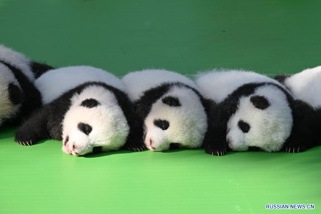 Всех детенышей большой панды, родившихся в этом году, представили публике на базе в пров. Сычуань