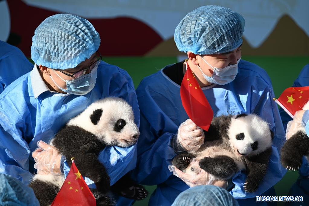 Всех детенышей большой панды, родившихся в этом году, представили публике на базе в пров. Сычуань